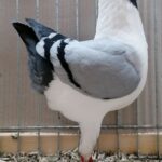 PR_Tiere_74