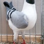 PR_Tiere_75