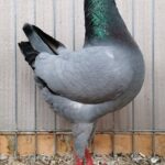 PR_Tiere_77