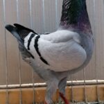 PR_Tiere_78