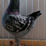 PR_Tiere_80