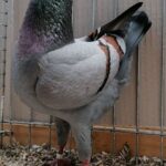 PR_Tiere_81