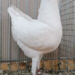 PR_Tiere_85