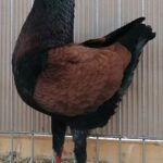 PR_Tiere_86