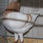 PR_Tiere_90