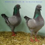50. HSS der Dt.Modeneser – 50 Stämme_21