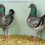 50. HSS der Dt.Modeneser – 50 Stämme_22