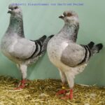 50. HSS der Dt.Modeneser – 50 Stämme_23