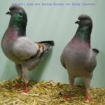 50. HSS der Dt.Modeneser – 50 Stämme_24