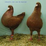50. HSS der Dt.Modeneser – 50 Stämme_26