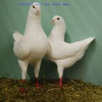 50. HSS der Dt.Modeneser – 50 Stämme_28