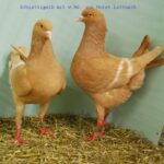 50. HSS der Dt.Modeneser – 50 Stämme_32