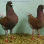 50. HSS der Dt.Modeneser – 50 Stämme_42