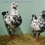 50. HSS der Dt.Modeneser – 50 Stämme_46
