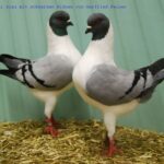 50. HSS der Dt.Modeneser – 50 Stämme_4