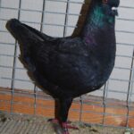 HSS Mod_88