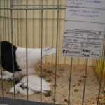 Italien_68