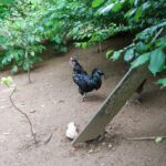 Austria_105