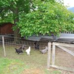 Austria_159