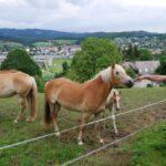 Austria_216