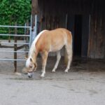 Austria_59