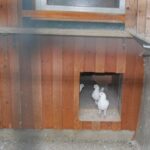 Austria_226
