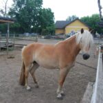 Austria_42