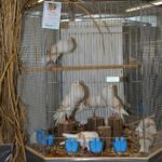 JS2013_36