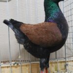 BezSchau_39