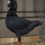 BezSchau_44