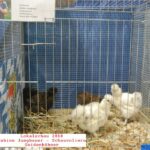Tiere_27
