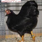Tiere_30