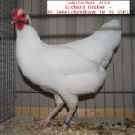 Tiere_31