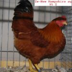 Tiere_33