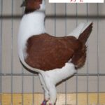 Tiere_35