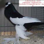 Tiere_36