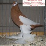 Tiere_37