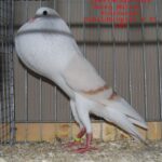 Tiere_39