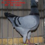 Tiere_42