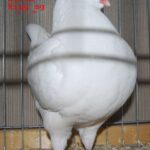 Tiere_43