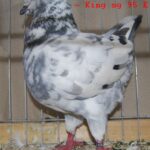 Tiere_44