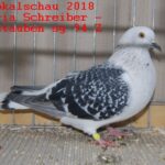 Tiere_46