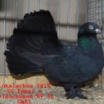 Tiere_49