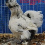 Tiere_52