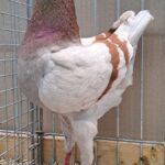 LS Tiere_41