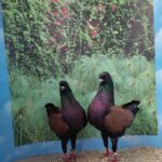 VS23 Tiere_10