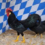 VS23 Tiere_13