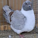 VS23 Tiere_18