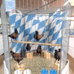 VS23 Tiere_1