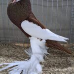VS23 Tiere_20